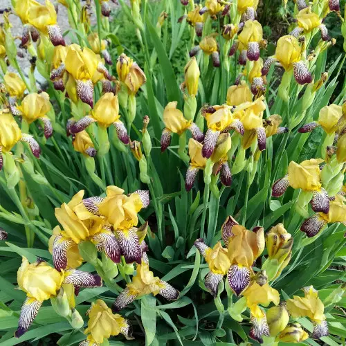 Taatankurjenmiekka - Perennat - AB10010010587 - 1