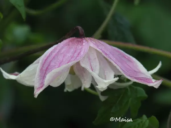 Tarha-alppikärhö Propertius - Clematikset - 3940535250457 - 1