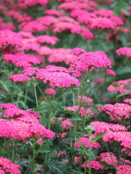 Tarhakärsämö Sassy Summer Taffy - Perennat - 6417481282407 - 1