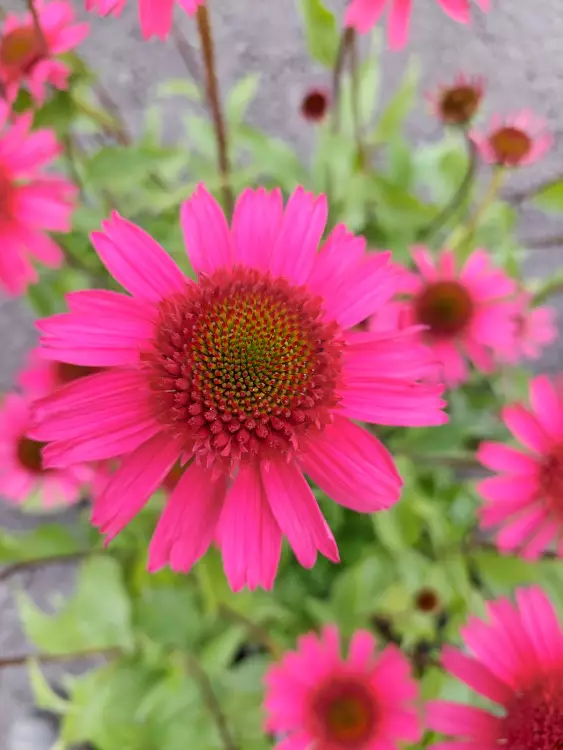 Tarhapunahattu Delicious Candy - Perennat - 6417481281387 - 1