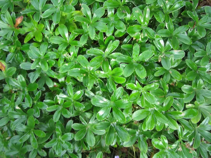 Tunturipoimulehti - Perennat - 6430019383117 - 1