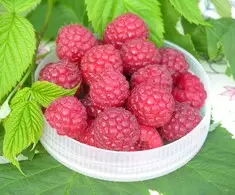 Vadelma Muskoka - Vadelmat - 3940535384657 - 1