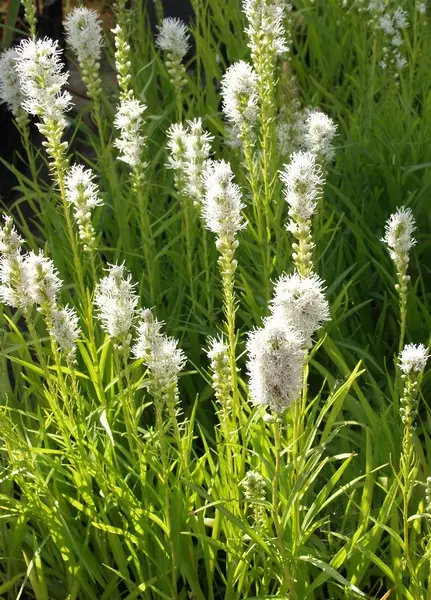Noropunatähkä Floristan Weiss - Perennat - 6417481270817 - 1