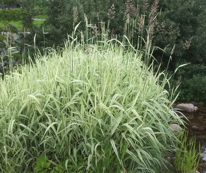 Viiruhelpi Picta - Koristeheinät - 6417481277557 - 1