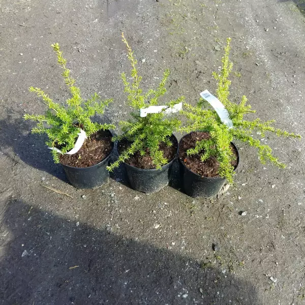 Vuorihemlokki 30-50 - Muut havut - AB10010010437 - 1