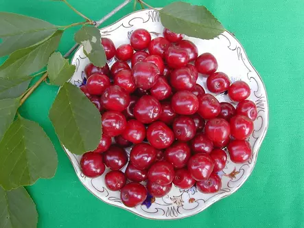 Kirsikka Varjomorelli FinE® 150-200 - Kirsikkapuut - 3940534030388 - 1