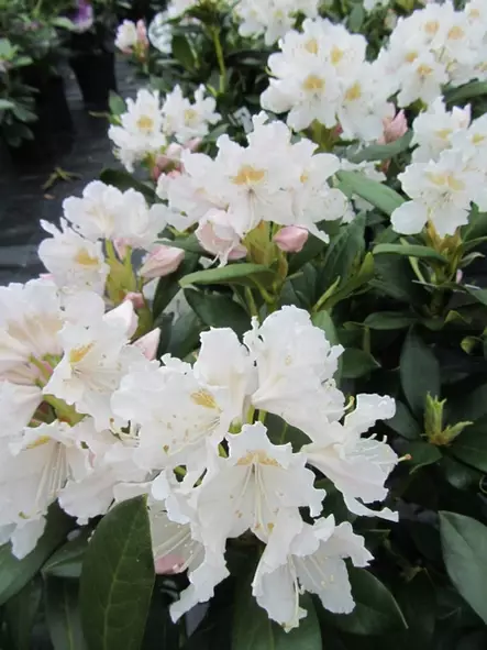 Alppiruusu Cunningham's White - Alppiruusut - 3940526077568 - 1