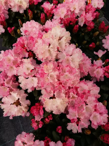 Alppiruusu Royal Rosy 30-40 - Alppiruusut - AB10010010428 - 1