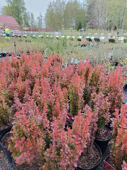 Happomarja Red Tower® - Astiataimet - AB10010012288 - 1