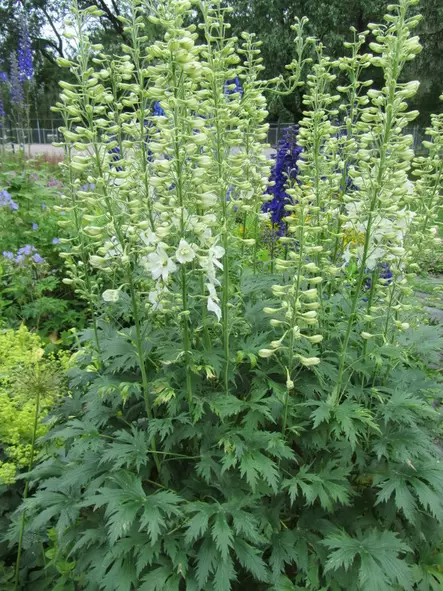 Nappiritarinkannus Galahad - Perennat - 6417481270428 - 1