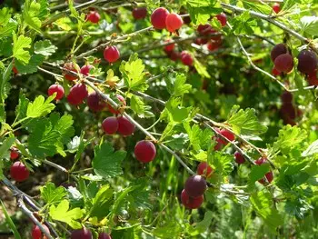 Karviainen FinE® Lepaan Punainen - Karviaiset - 3940535371008 - 1