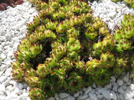 Kattomehitähti - Perennat - 6430019382158 - 1