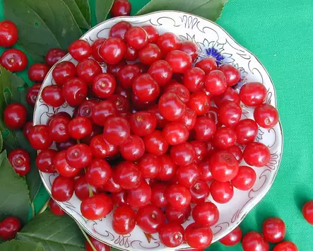 Kirsikkapuu Sikkolan Kuulasmarja 150-200 - Kirsikkapuut - 3940534027968 - 2