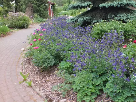 Lehtoakileija - Perennat - AB10010012278 - 1