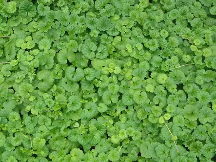 Maahumala - Perennat - 6430019380918 - 1