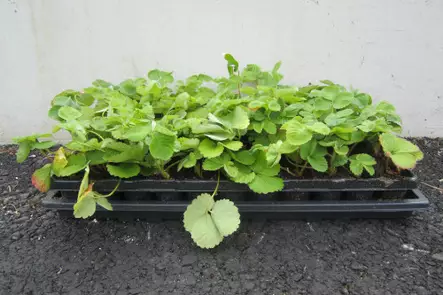 Mansikka Bounty FinE® LTK 66 kpl - Mansikat - AB10010011888 - 1