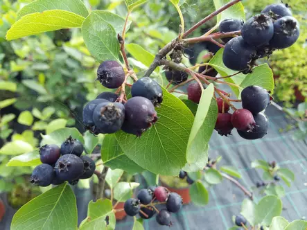 Marjatuomipihlaja Honeywood - Muut marjakasvit - AB10010010288 - 1