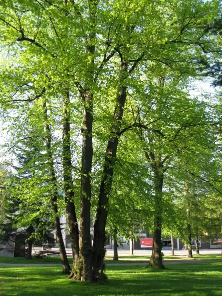 Metsälehmus - Lehtipuut - 3940525201858 - 1