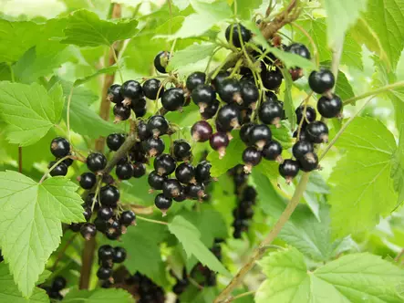 Mustaherukka Ola - Herukat - 3940535365748 - 1