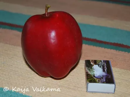 Omenapuu Åkerö Hassel 125-150 - Omenapuut - 3940534084848 - 1