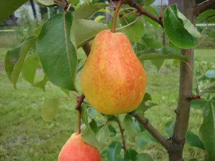 Päärynäpuu Lada 150-200 - Päärynät - AB10010010528 - 1