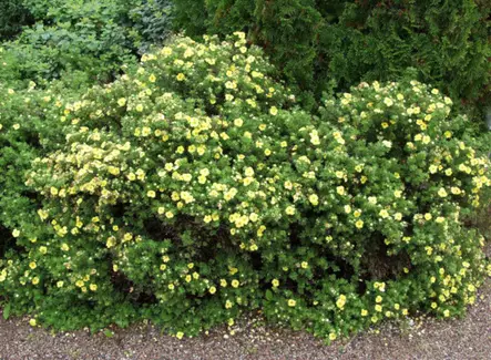 Pensashanhikki Kobold - Astiataimet - 3940516131898 - 1