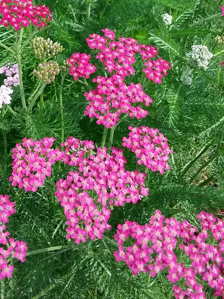 Punakärsämö Cerise Queen - Perennat - 6417481277458 - 1