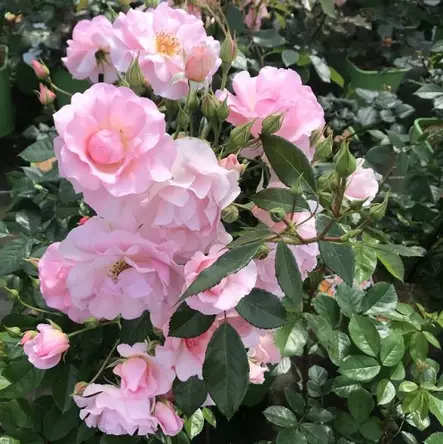 Rosario Tantop Royal - Ryhmäruusut - 4015319908578 - 1