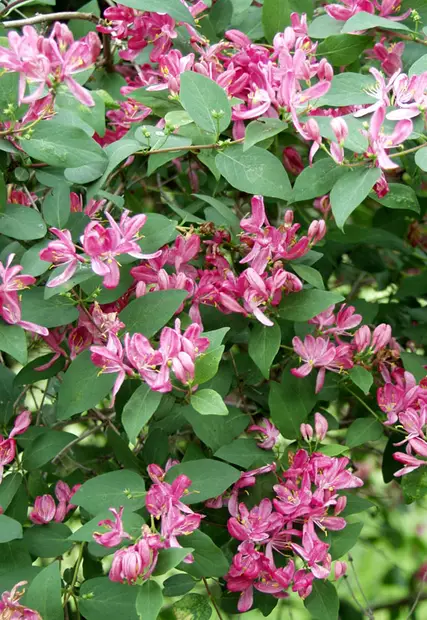 Rusokuusama Rosea - Astiataimet - 3940523667588 - 1