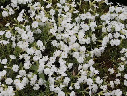 Sammalleimu valkoinen - Perennat - 6417481272118 - 1