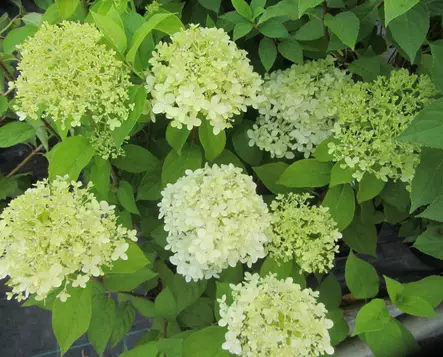 Japanihortensia Limelight - Astiataimet - 3940523660398 - 1