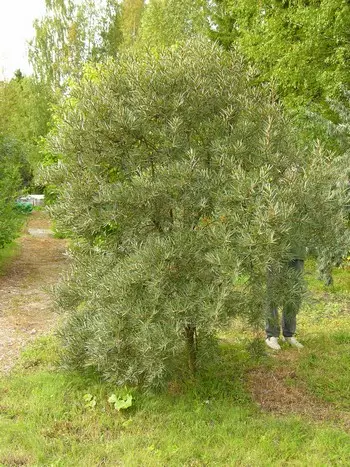 Tyrni Tarmo - Muut marjakasvit - AB10010012308 - 1