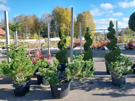 Vuorimänty bonsai - Männyt - 3940564747058 - 1