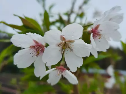 Yoshinonkirsikka 150-200 - Lehtipuut - AB10010012108 - 1