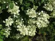 Kuutamohortensia FinE® - Astiataimet - 6417189300168 - 1