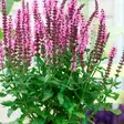 Loistosalvia New Dimension Rose - Perennat - 6430019381908 - 1