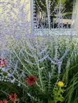 Sulkapiiska Blue Spire - Perennat - 6418362118808 - 1