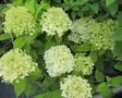 Japaninhortensia Limelight - Astiataimet - 3940523660398 - 1
