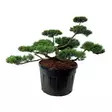 Vuorimänty bonsai 100-125 - Männyt - AB10010011768 - 1