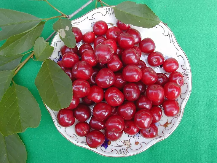 Kirsikka Varjomorelli FinE® 150-200 - Kirsikkapuut - 3940534030388 - 1