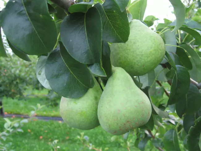 Päärynä Jukka 150-200 - Päärynät - 3953245187678 - 1