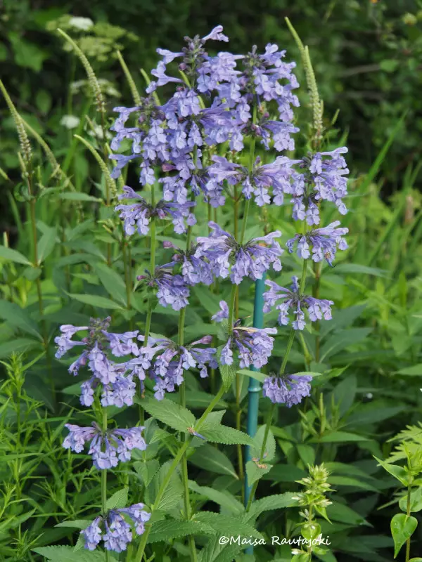 Siperiankissanminttu - Perennat - 6418362109288 - 1