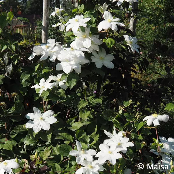 Loistokärhö Shirayukihime - Clematikset - AB10010011318 - 1