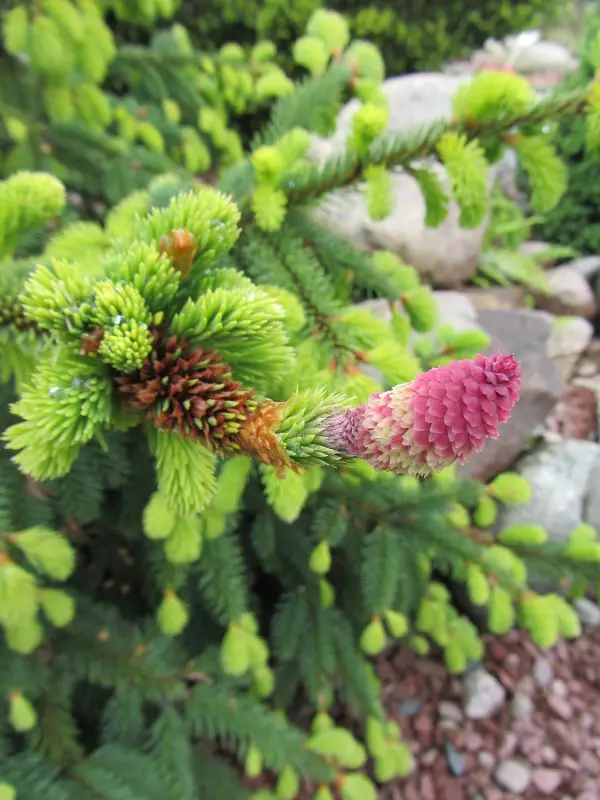 Käpykuusi Acrocona - Kuuset - AB10010011978 - 1