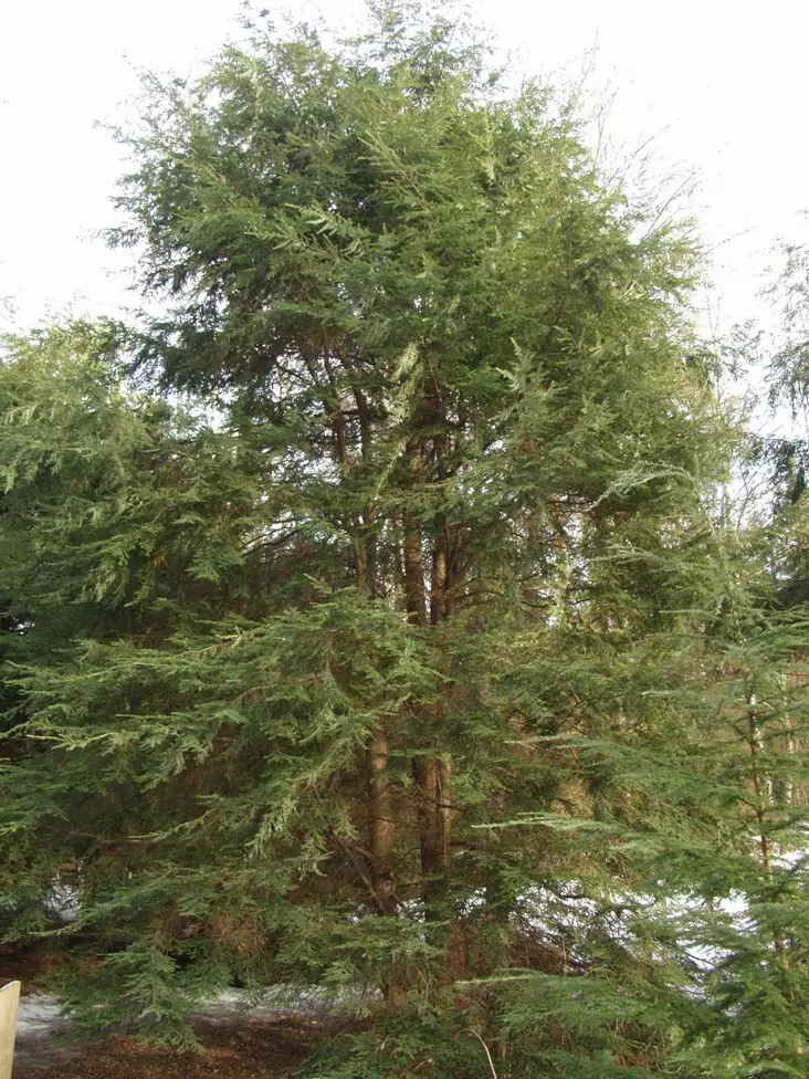 Kanadanhemlokki - Muut havut - AB10010012248 - 1