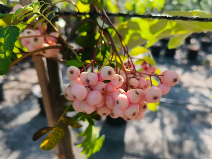 Arnoldinpihlaja 150-200 - Lehtipuut - AB10010012168 - 1