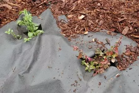 Biokangas, 1m leveä - Katekankaat - 6430040628508 - 1