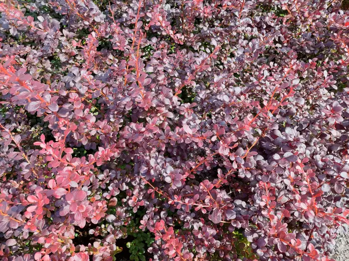 Happomarja Dart's Red Lady 7,5 L - Astiataimet - AB10010011008 - 1