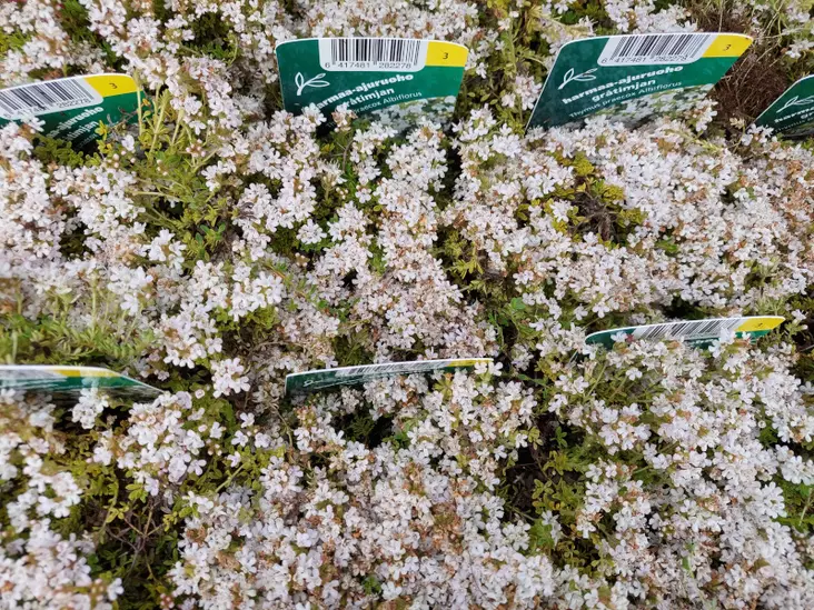 Nummiajuruoho valkoinen - Perennat - 6417481282278 - 1