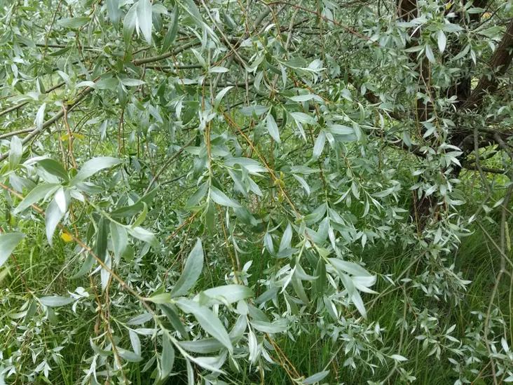 Hopeasalava Sibirica - Astiataimet - 3940516089908 - 1